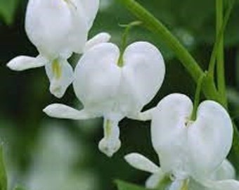 Dicentra Spectabilis (Bleeding Heart) Bareroot Plant