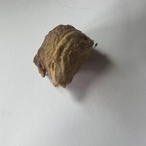 May include: A close-up of a brown, dried, and textured cicada shell.