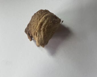 Praying mantis egg case