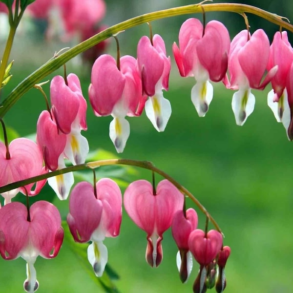 Dicentra Spectabilis (Bleeding Heart) Bareroot Plant