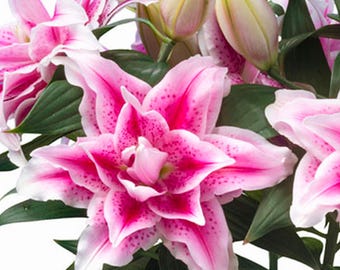 Nowa Double Oriental Lily