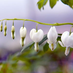 May include: White bleeding heart flowers with green stems and leaves. The flowers are heart-shaped and hang down from the stems.