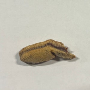 Praying mantis egg case