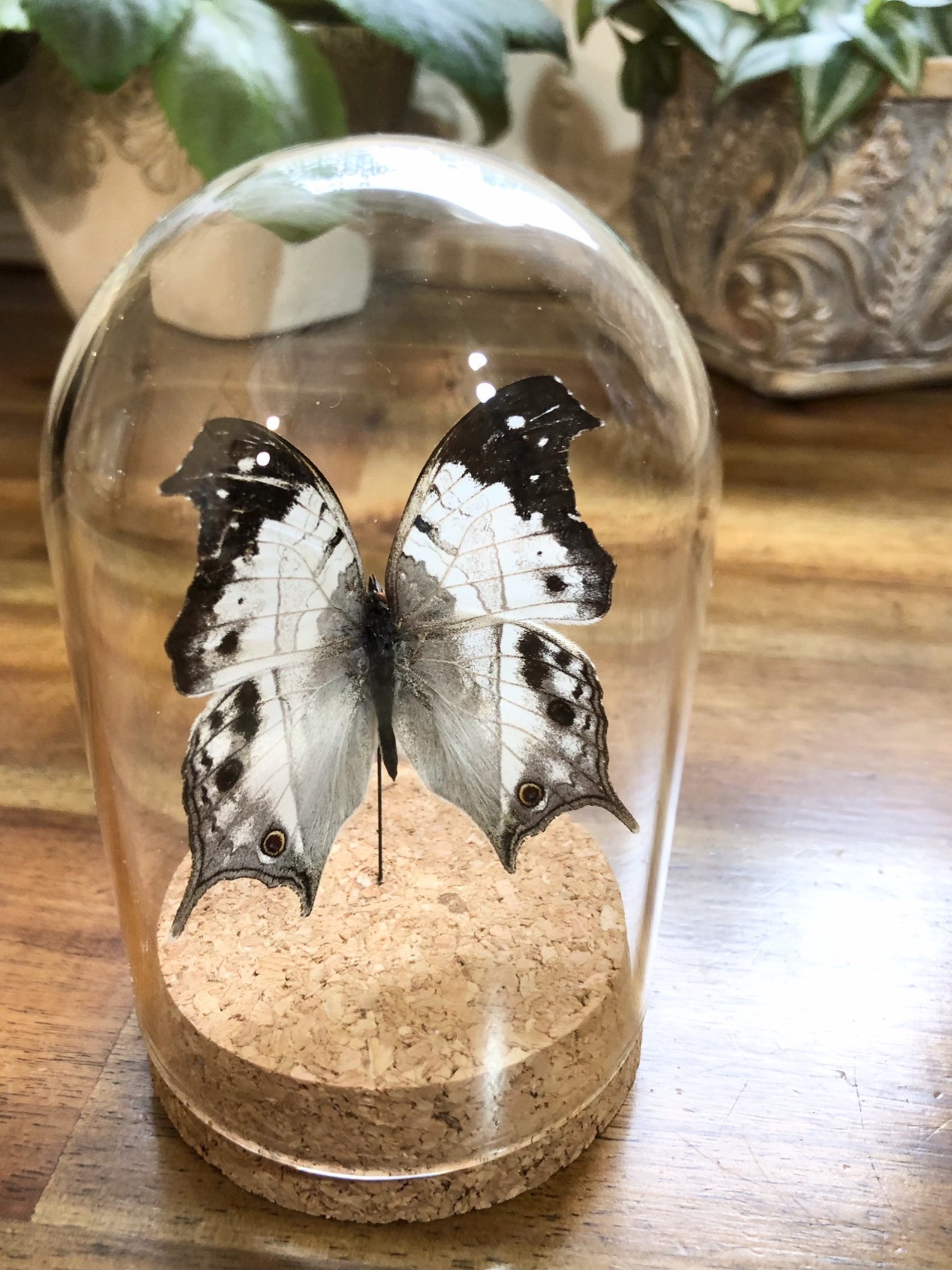 Real Butterfly in a Glass Dome Salamis Duprei Entomology Etsy