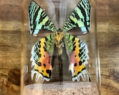 Real Colorful Metallic Madagascan Sunset Moth in a Glass Dome, Chrysiridia Rhipheus Entomology Specimen