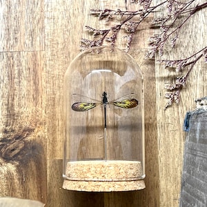 Real Shiny Gold Winged Dragonfly in a Glass dome, Rhinocypha anisoptera Entomology Specimen