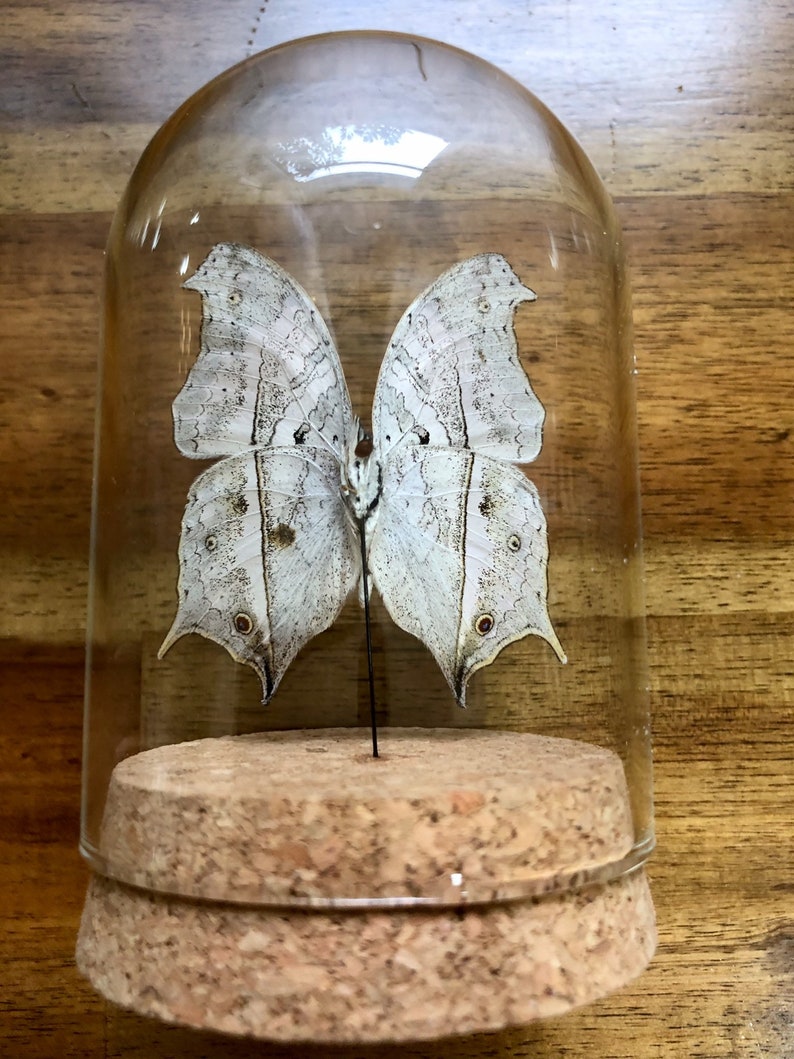 Real Butterfly in a Glass Dome Salamis Duprei Entomology Etsy