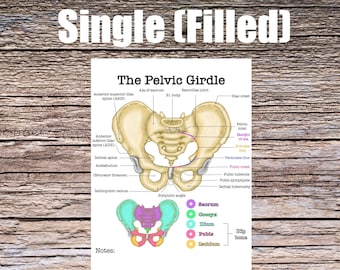 Pelvis Girdle Anatomy Worksheet- Single FILLED- Digital Download Human Anatomy Notes Anatomy Art Learning Anatomy Medical Poster Student