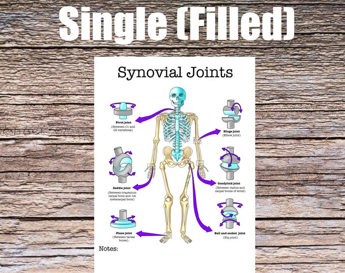 Synovial Joints Anatomy Worksheet- Single FILLED- Digital Download Human Anatomy Chart Anatomy Art Learning Anatomy Medical Poster Student