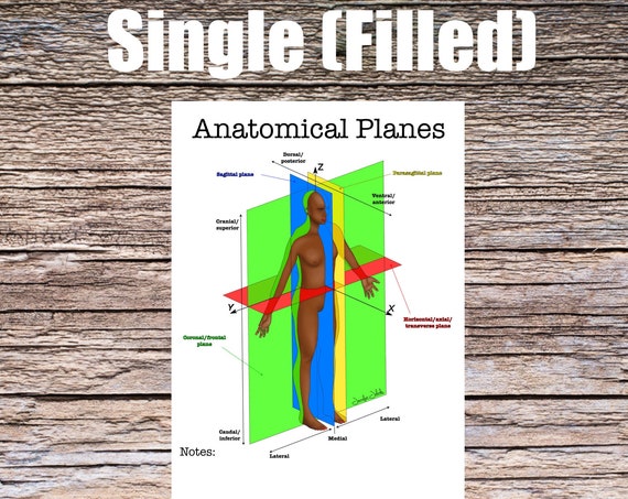Anatomical Planes Anatomy Worksheet- Single FILLED- Digital Download Human Anatomy Chart Art Learning Anatomy Medical Poster Med Student