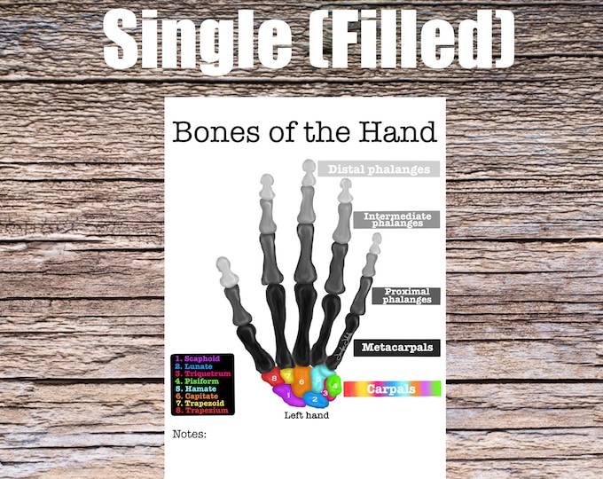 Bones of the Hand Anatomy Worksheet- Single FILLED- Digital Download Human Anatomy Chart Art Learning Anatomy Medical Poster Med Student
