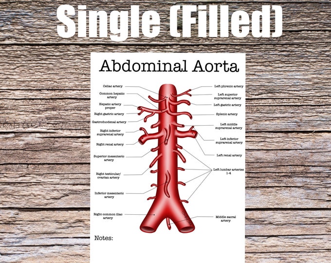 Abdominal Aorta Anatomy Worksheet- Single FILLED- Digital Download Human Anatomy Chart Learning Anatomy Medical Poster Med Nurse PA Student