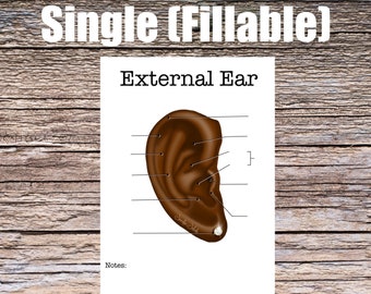 External Ear Anatomy Worksheet- Single FILLABLE- Digital Download Human Anatomy Notes Studying Learning Anatomy Medical Poster Med Student