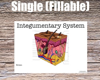 Integumentary System Anatomy Worksheet- Single FILLABLE- Digital Download Human Anatomy Notes Study Learning Anatomy Medical Poster Student
