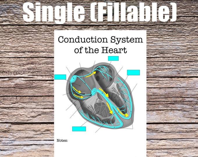 Conduction System of the Heart Anatomy Worksheet- Single FILLABLE- Digital Download Human Anatomy Note Learning Anatomy Medical Poster Study