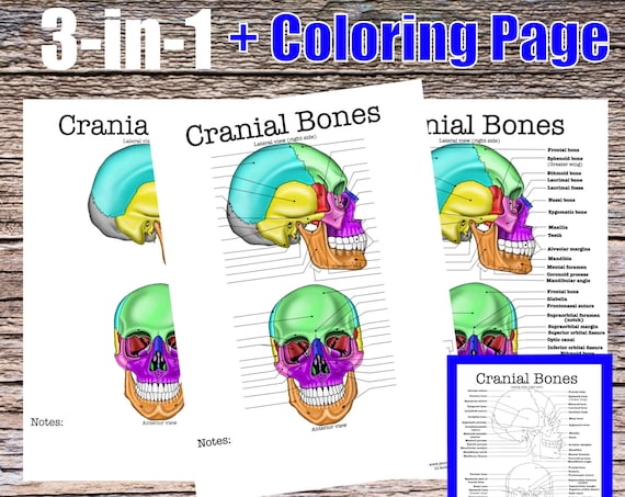 Jennifer's Medical Art