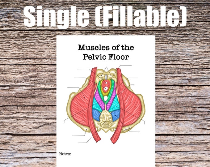 Pelvic Floor Anatomy Worksheet- Single FILLABLE- Digital Download Human Anatomy Notes Anatomy Art Learning Anatomy Medical Poster Student