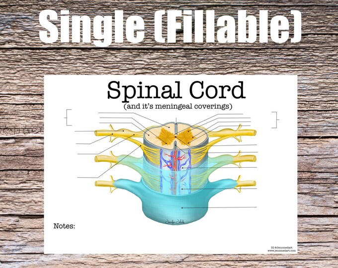 Spinal Cord Anatomy Worksheet- Single FILLABLE- Digital Download Human Anatomy Notes Anatomy Art Learning Anatomy Medical Poster Med Student