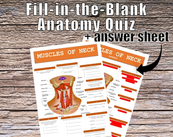 Muscles of the Neck Anatomy QUIZ Worksheet + Answers - Digital Download Printable Anatomy Worksheet Science Biology Student Study Notes