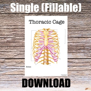 Thoracic Cage Anatomy Worksheet- Single FILLABLE- Digital Download Human Anatomy Notes Anatomy Art Learning Anatomy Medical Poster Student