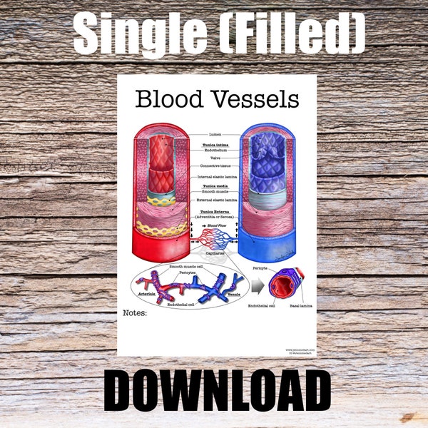 Blood Vessel Anatomy Worksheet- Single FILLED- Digital Download Human Anatomy Notes Anatomy Art Learning Anatomy Medical Poster Med Student