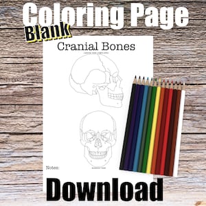 Cranial Bones Anatomy Coloring Page- BLANK- Digital Download Skull Anatomy Diagram Anatomy Worksheet Med RN PA Student Study Guide Anatomy