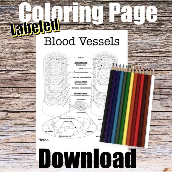 Blood Vessel Anatomy Coloring Page- LABELED- Digital Download Artery Vein Anatomy Diagram Anatomy Worksheet Med Student Study Notes Anatomy