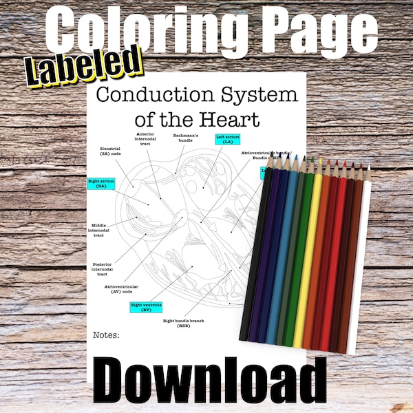 Conduction System of the Heart Anatomy Coloring Page- LABELED- Digital Download Cardio Diagram Anatomy Worksheet Student Study Guide Art