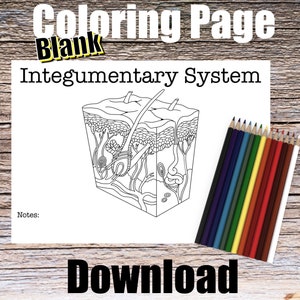 Integumentary Anatomy Coloring Page- BLANK- Digital Download Skin Anatomy Diagram Anatomy Worksheet Nurse Student Study Guide Anatomy Art