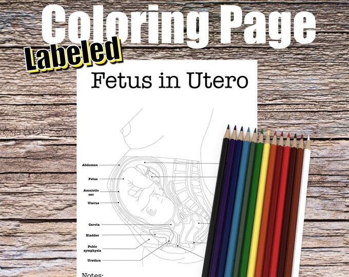 Fetus in Utero Anatomy Coloring Page- LABELED- Digital Download Fetal Anatomy Diagram Anatomy Worksheet Med RN Science Student Study Notes