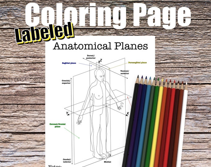 Anatomical Planes Anatomy Coloring Page- LABELED- Digital Download Anatomical Terminology Diagram Anatomy Worksheet Med Student Study Guide
