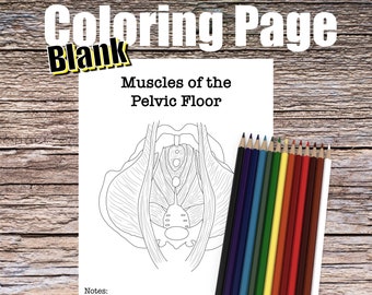 Pelvic Floor Anatomy Coloring Page- BLANK- Digital Download Muscle Anatomy Diagram Anatomy Worksheet Nurse Student Study Guide Anatomy Art