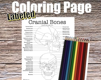 Cranial Bones Anatomy Coloring Page- LABELED- Digital Download Skull Anatomy Diagram Anatomy Worksheet Med Student Study Guide Anatomy Art