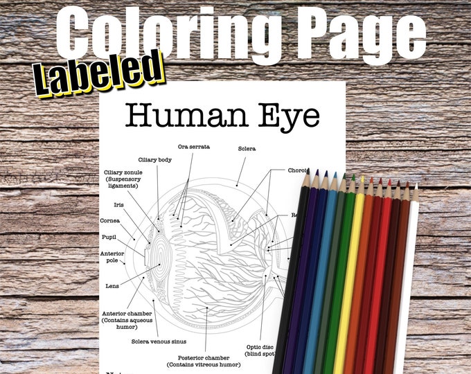 Human Eyeball Anatomy Coloring Page- LABELED- Digital Download Eye Anatomy Diagram Anatomy Worksheet RN PA Ophthalmology Student Study Notes