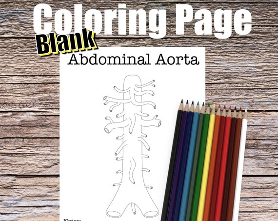 Abdominal Aorta Anatomy Coloring Page- BLANK- Digital Download Artery Vessel Anatomy Diagram Anatomy Worksheet Med Nurse Student Study Notes