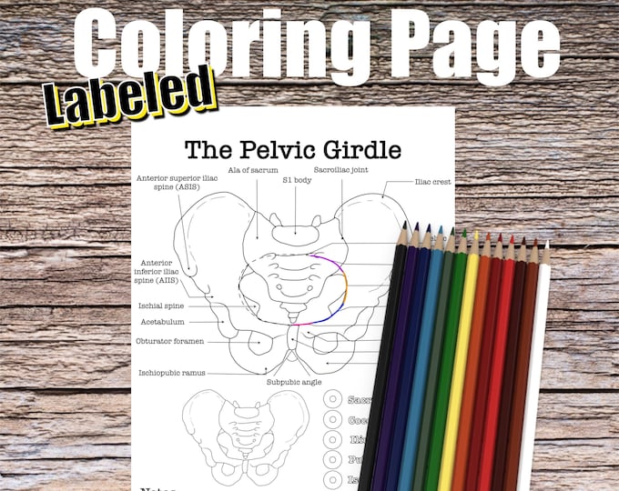 Pelvic Girdle Bones Anatomy Coloring Page-LABELED- Digital Download Muscle Anatomy Diagram Anatomy Worksheet Nurse Student Study Guide Art