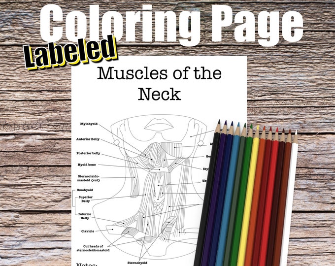 Muscles of the Neck Anatomy Coloring Page- LABELED- Digital Download Throat Diagram Anatomy Worksheet Med RN PA Science Student Study Notes