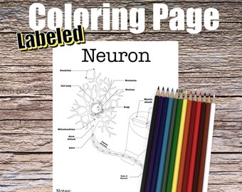 Neuron Anatomy Coloring Page- LABELED- Digital Download Nervous System Anatomy Diagram Anatomy Worksheet PA Student Study Guide Anatomy Art