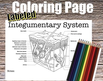 Integumentary Anatomy Coloring Page LABELED Digital Download - Etsy
