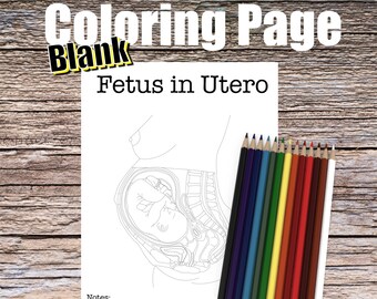 Fetus in Utero Anatomy Coloring Page- BLANK- Digital Download Pregnancy Anatomy Diagram Anatomy Worksheet PA Student Study Guide Anatomy Art