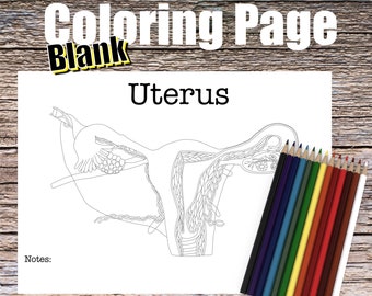 Uterus Anatomy Coloring Page- BLANK- Digital Download Womb Female Anatomy Diagram Anatomy Worksheet Med Student Study Guide Anatomy Art