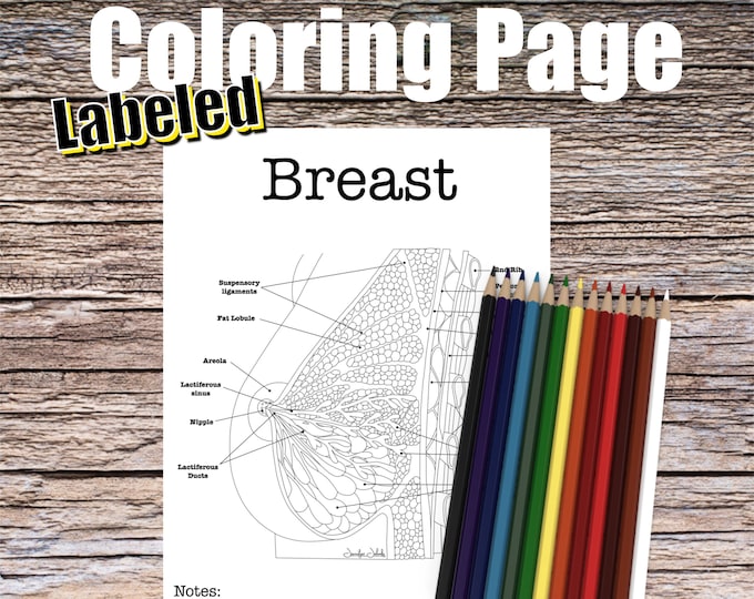 Breast Anatomy Coloring Page- LABELED- Digital Download Mammary Anatomy Diagram Anatomy Worksheet Med RN PA Science Student Study Notes