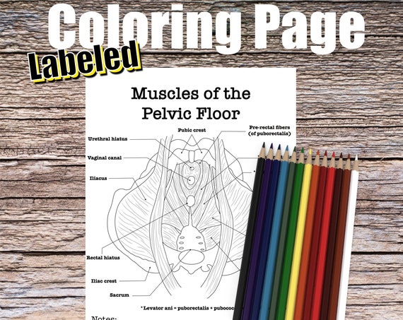 Pelvic Floor Anatomy Coloring Page- LABELED- Digital Download Muscle Anatomy Diagram Anatomy Worksheet Nurse Student Study Guide Anatomy Art