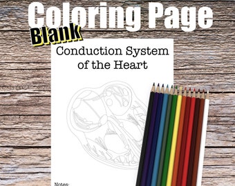 Conduction System of the Heart Anatomy Coloring Page- BLANK- Digital Download Cardiac Anatomy Diagram Anatomy Worksheet Student Study Guide