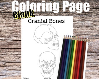 Cranial Bones Anatomy Coloring Page- BLANK- Digital Download Skull Anatomy Diagram Anatomy Worksheet Med RN PA Student Study Guide Anatomy