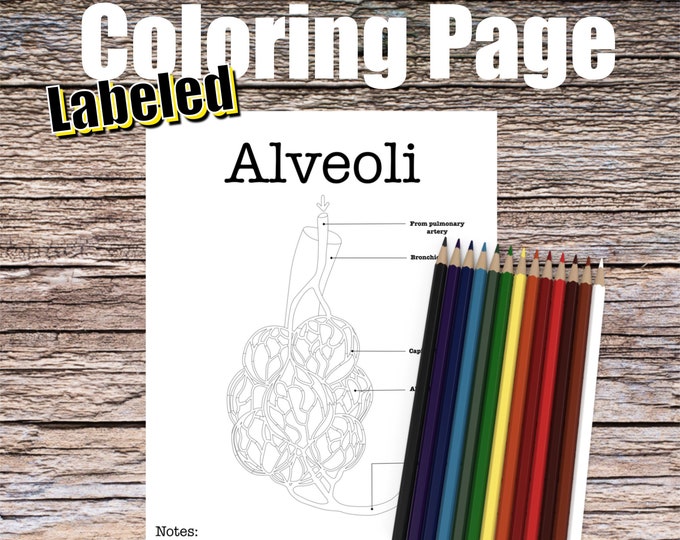 Alveoli Anatomy Coloring Page- LABELED- Digital Download Lung Anatomy Diagram Anatomy Worksheet Med RN PA Student Study Guide Anatomy Art