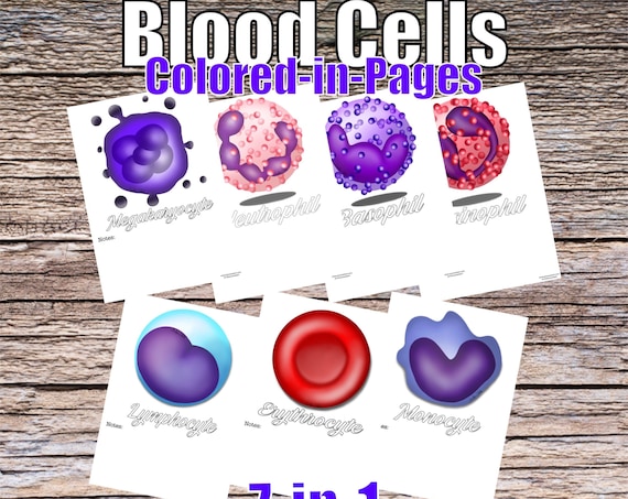 Blood Cells Worksheets - Anatomy, Medicine &amp; Art