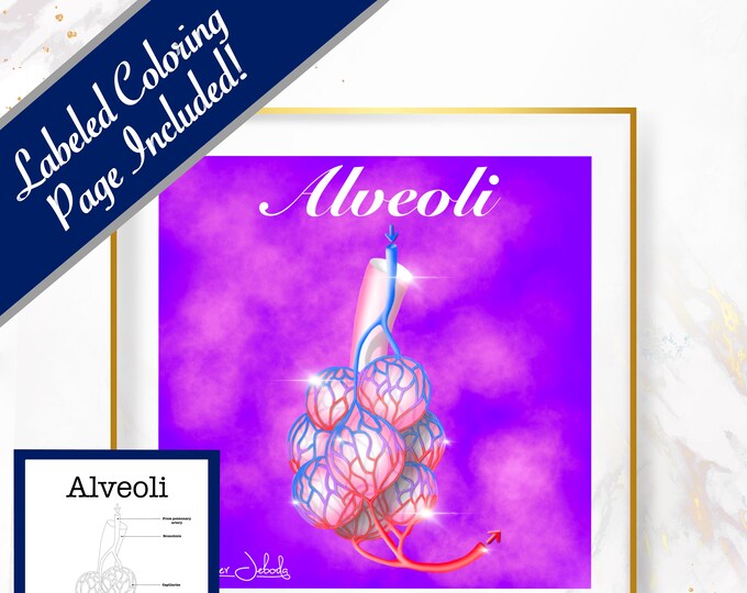 Alveoli - 30x30, Digital Download Pulmonologist Gift Respiratory Nurse Gift Private Practice Poster Pulmonary Lung Alveoli Anatomy Wall Art