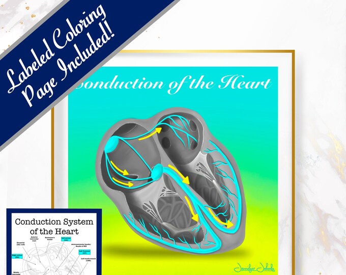 Conduction of the Heart - 30x30, Digital Download Cardiologist Gift Heart Surgeon Gift Doctors Office Poster Anatomical Heart Anatomy Art