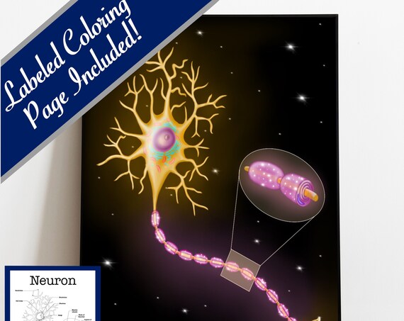 Neuron Printable - 30x30, Digital Download Neurosurgeon Gift Neurosurgery Private Practice Office Poster Brain Art Neuron Anatomy Wall Art